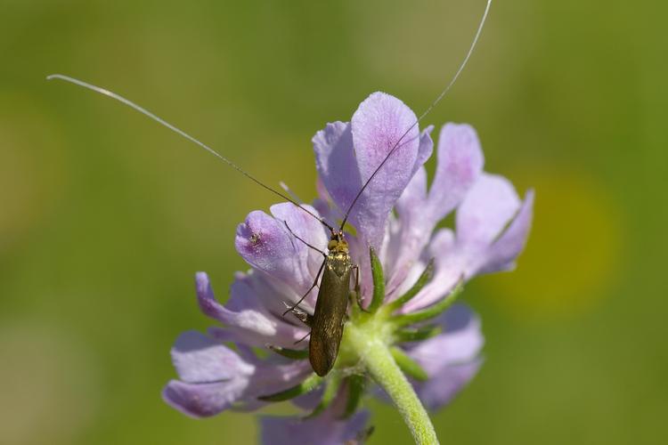 Nemophora metallica.