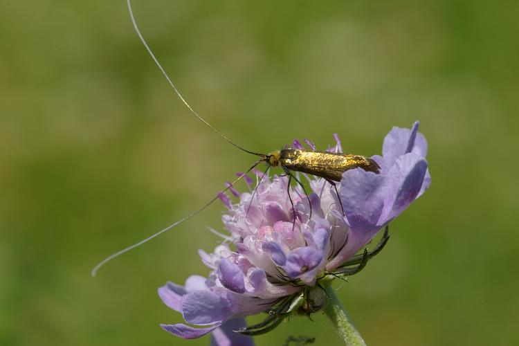 Nemophora metallica.