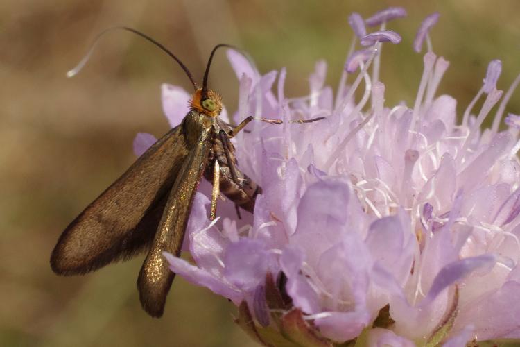 Nemophora metallica.