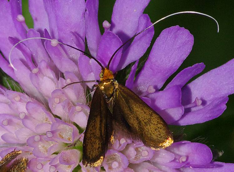 Nemophora metallica.