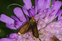 Nemophora metallica.