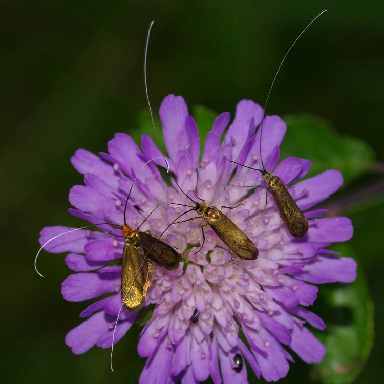 Nemophora metallica.