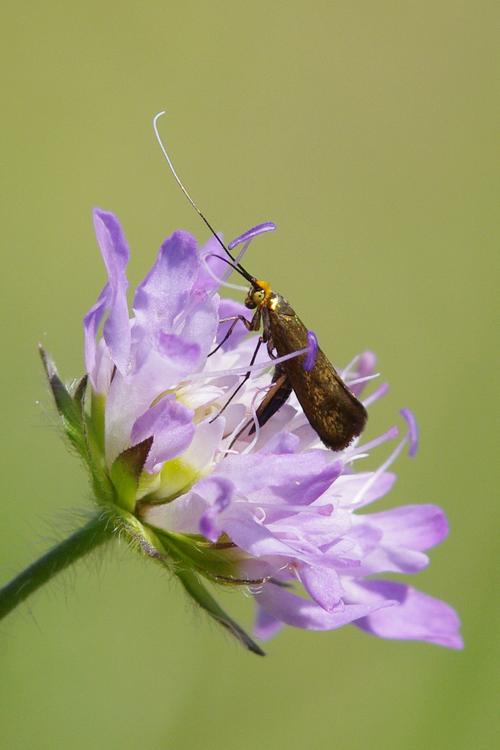 Nemophora metallica.