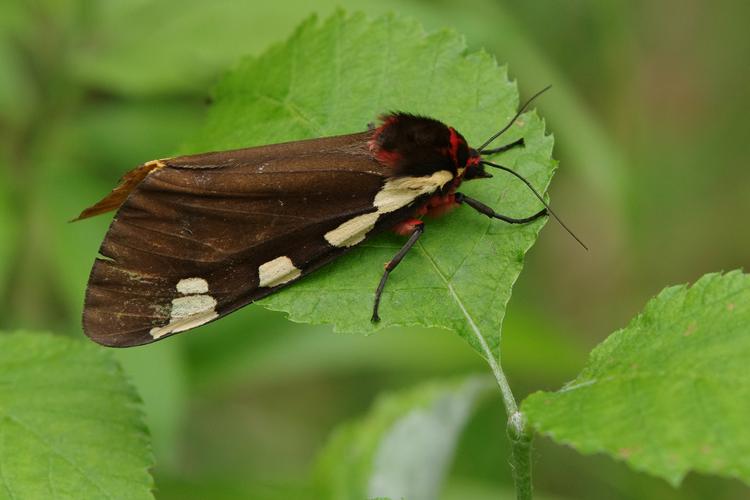 Pericallia matronula.