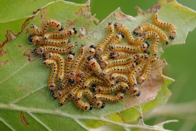 Phalera bucephala.