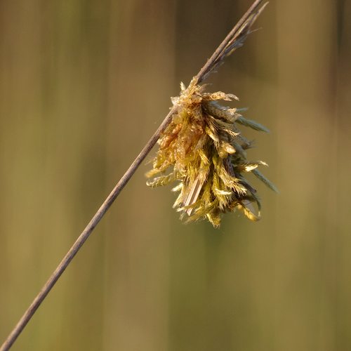 Ptilocephala albida.