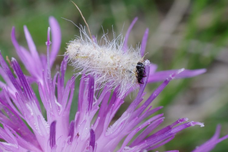 Ptilocephala albida.