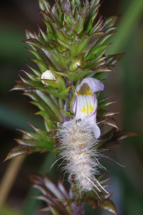 Ptilocephala albida.