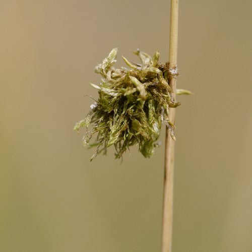 Ptilocephala albida.