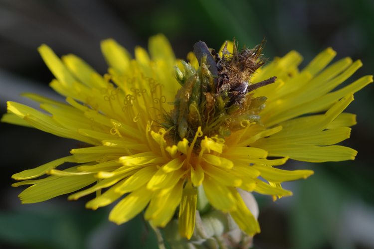 Ptilocephala albida.