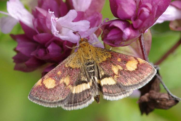 Pyrausta aurata.