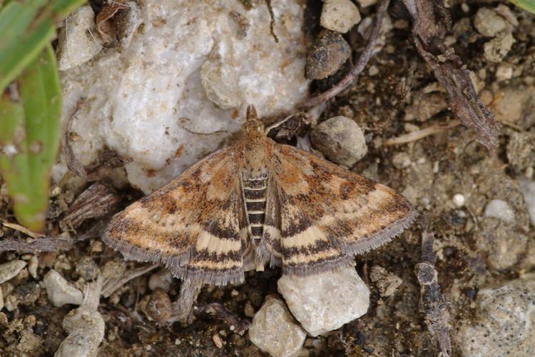 Pyrausta despicata.