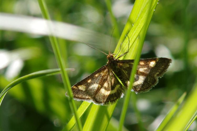 Pyrausta purpuralis.