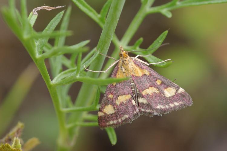 Pyrausta purpuralis.