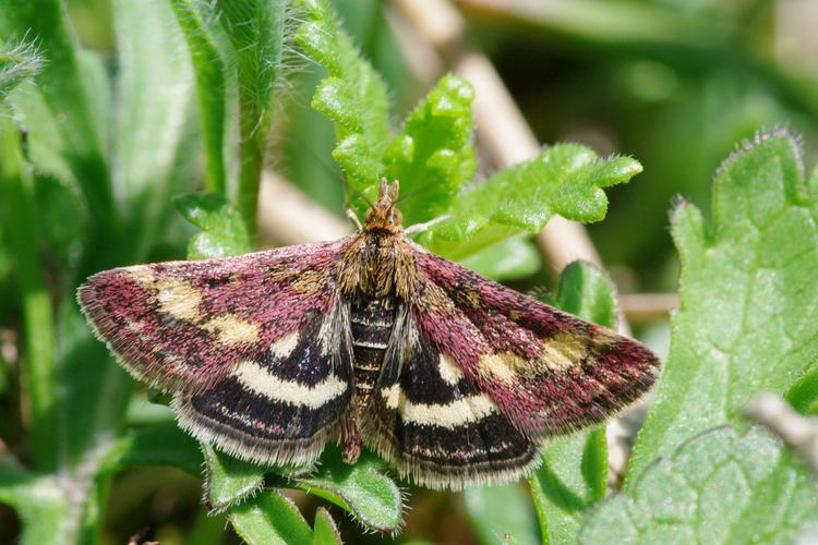 Pyrausta purpuralis.