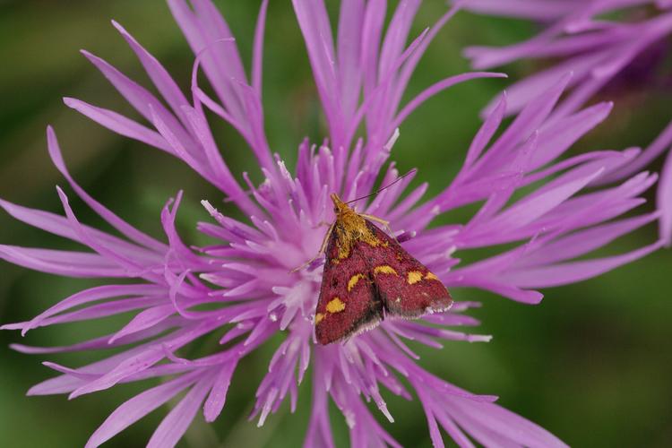 Pyrausta purpuralis.