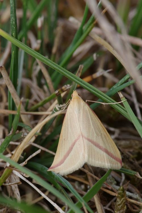 Rhodometra sacraria.