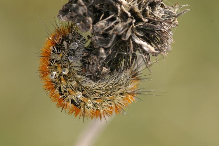 Rhyparia purpurata.