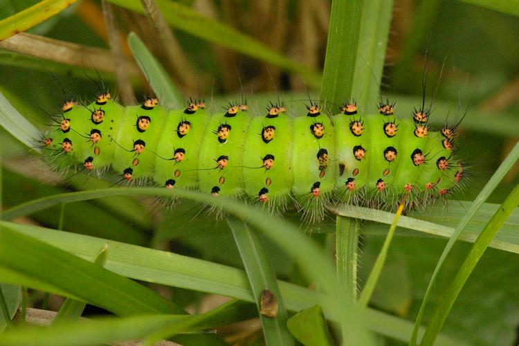 Saturnia pavonia.