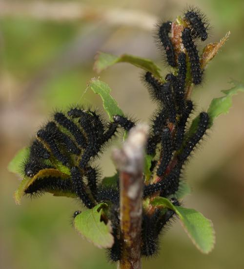 Saturnia pavonia.