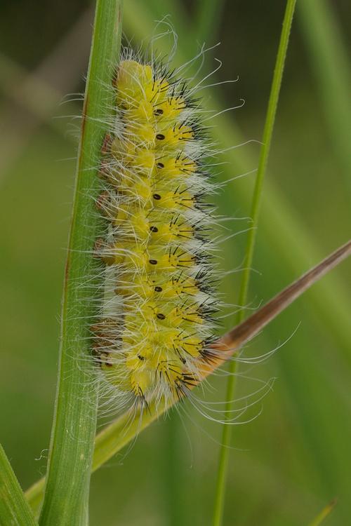 Saturnia pavonia.