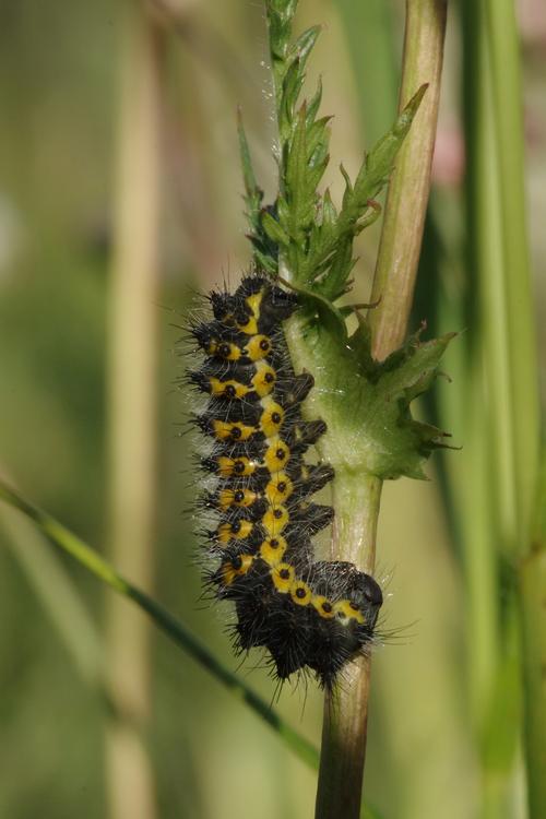 Saturnia pavonia.