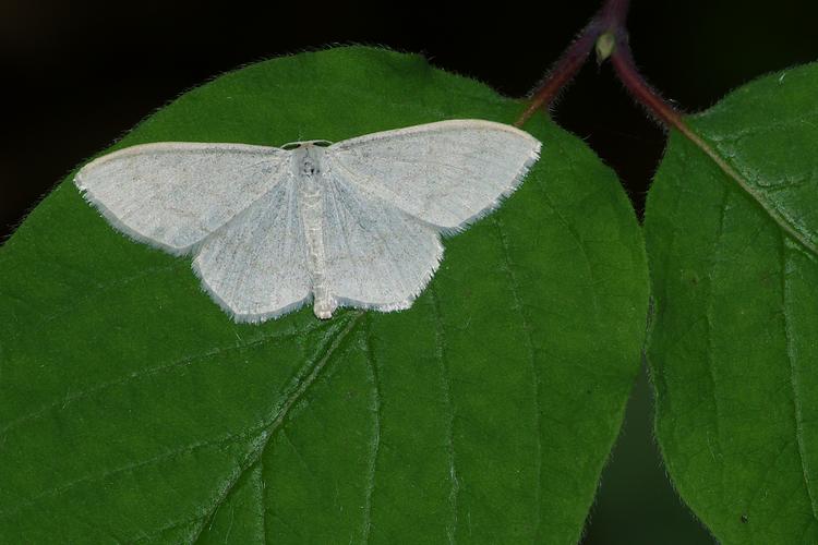 Scopula floslactata.