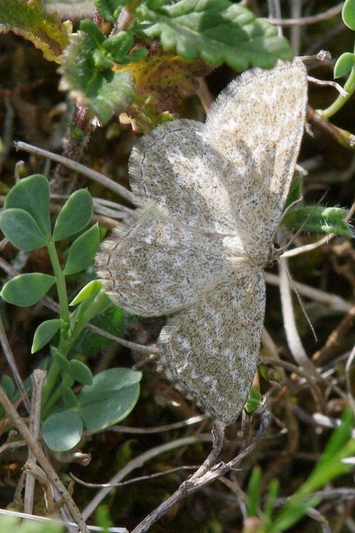 Scopula immorata.