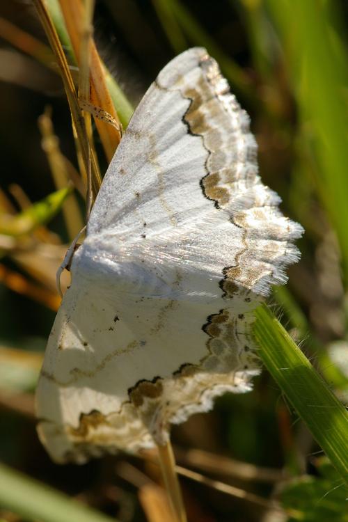 Scopula ornata.