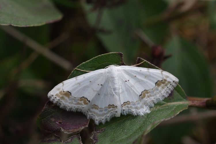 Scopula ornata.