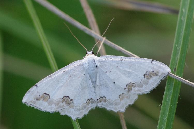 Scopula ornata.