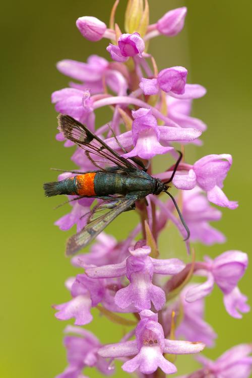 Synanthedon stomoxiformis.