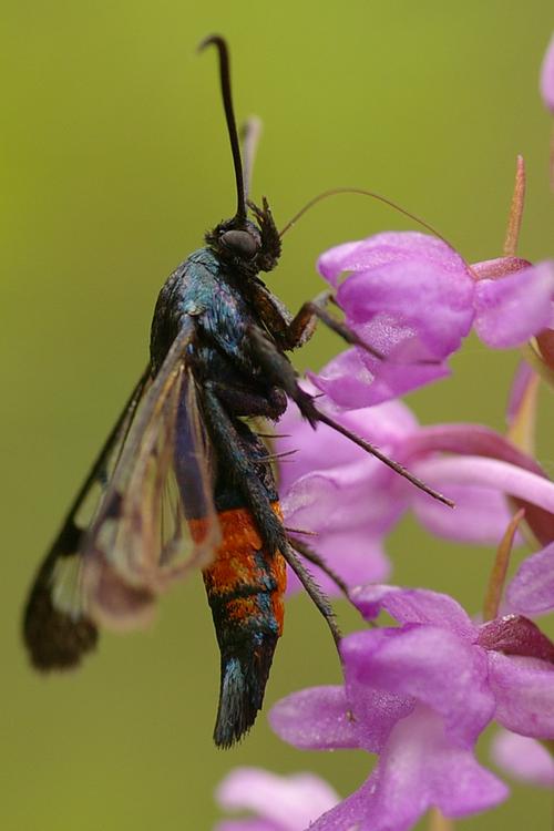 Synanthedon stomoxiformis.