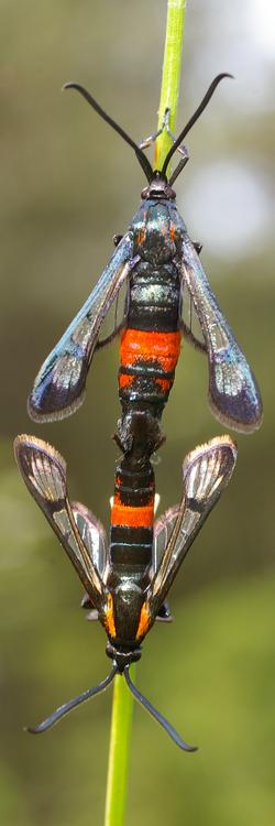 Synanthedon stomoxiformis.