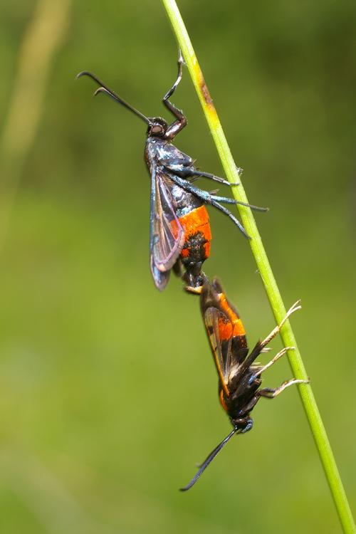 Synanthedon stomoxiformis.