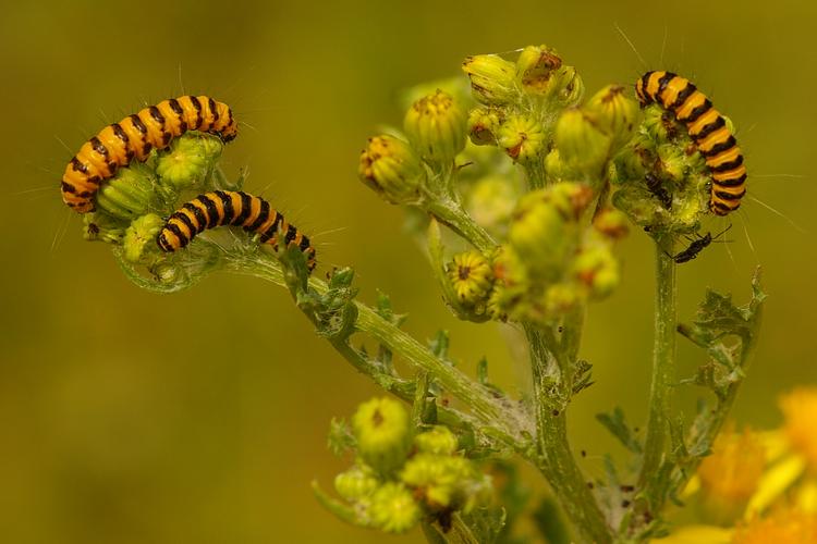 Tyria jacobaeae.