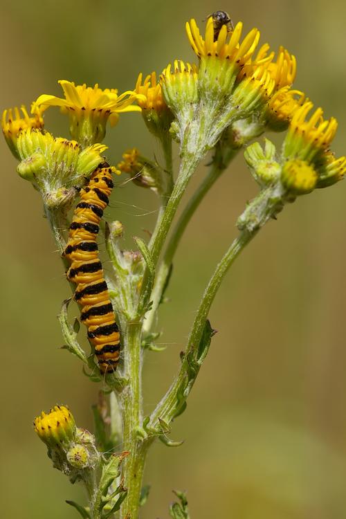 Tyria jacobaeae.