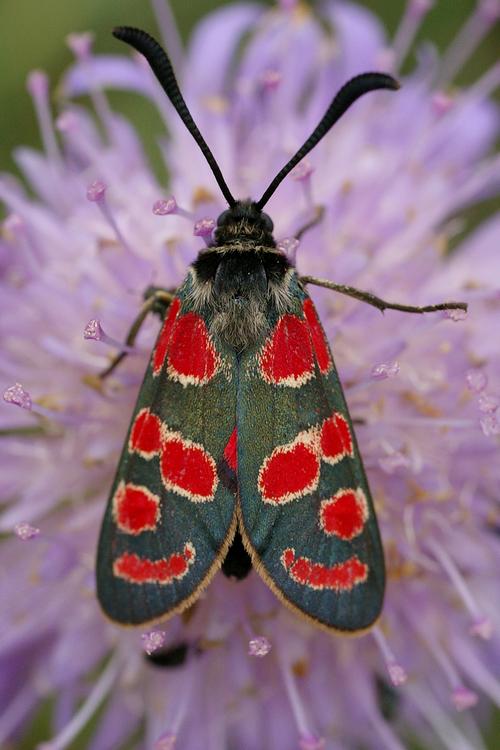 Zygaena carniolica.