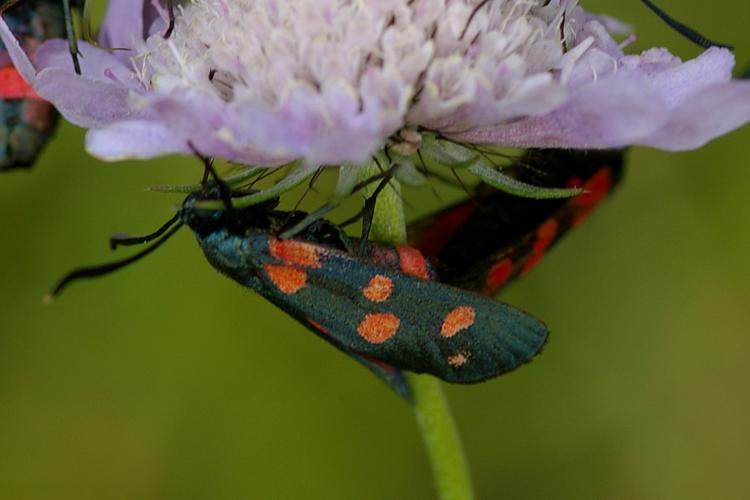 Zygaena ephialtes.