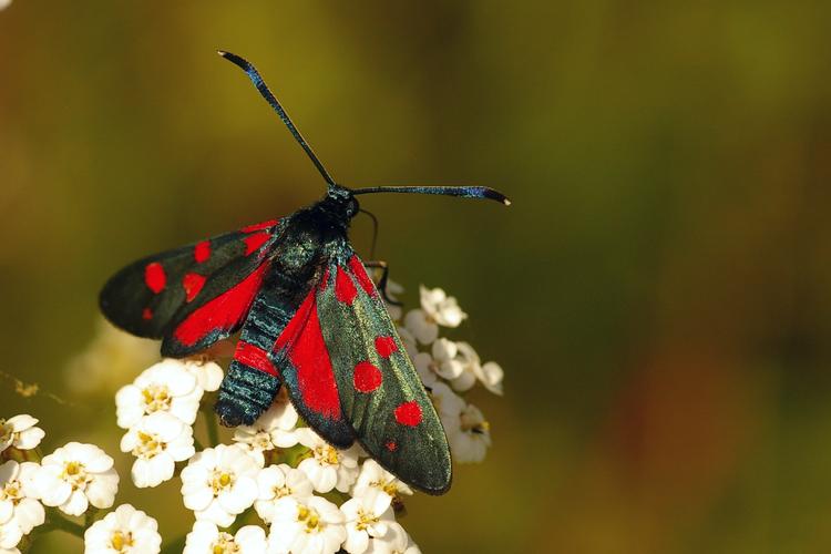 Zygaena ephialtes.