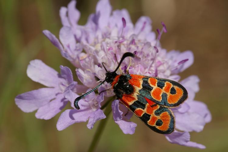 Zygaena fausta.