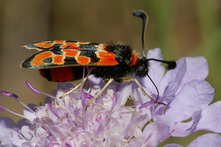 Zygaena fausta.