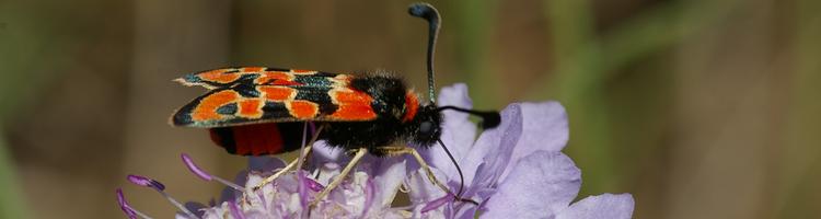 Zygaena fausta.