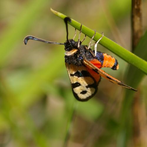 Zygaena fausta.