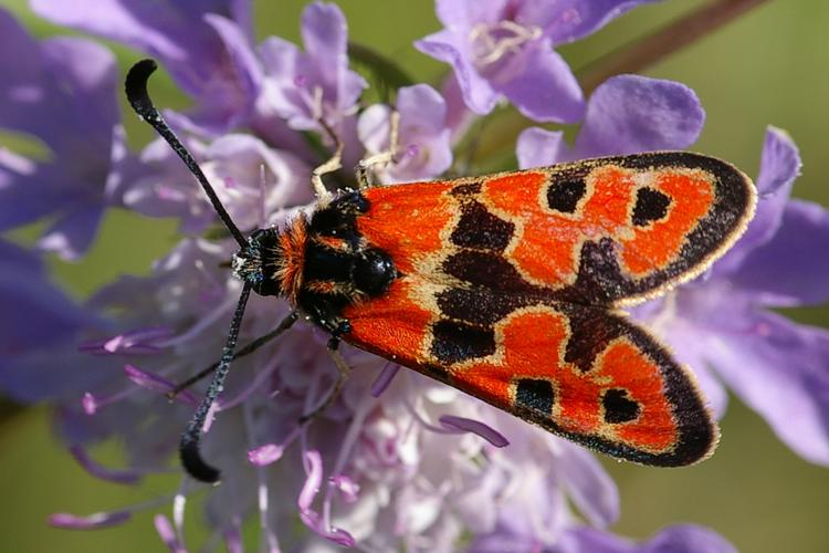 Zygaena fausta.