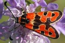 Zygaena fausta.