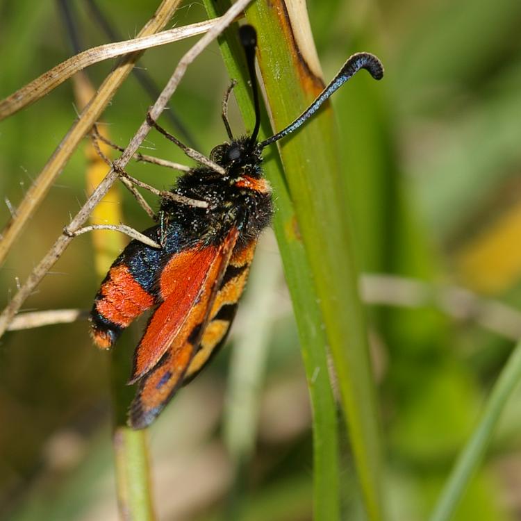 Zygaena fausta.