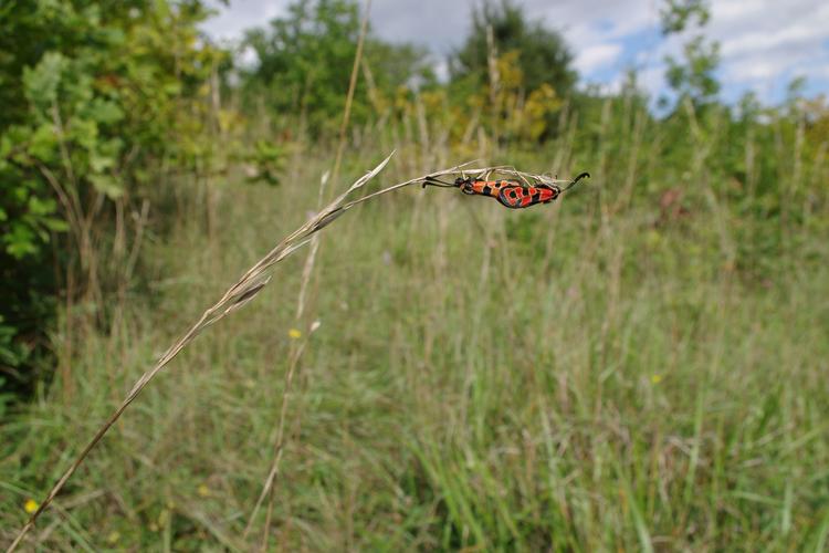 Zygaena fausta.