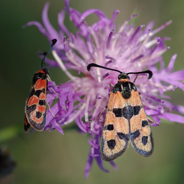 Zygaena fausta.