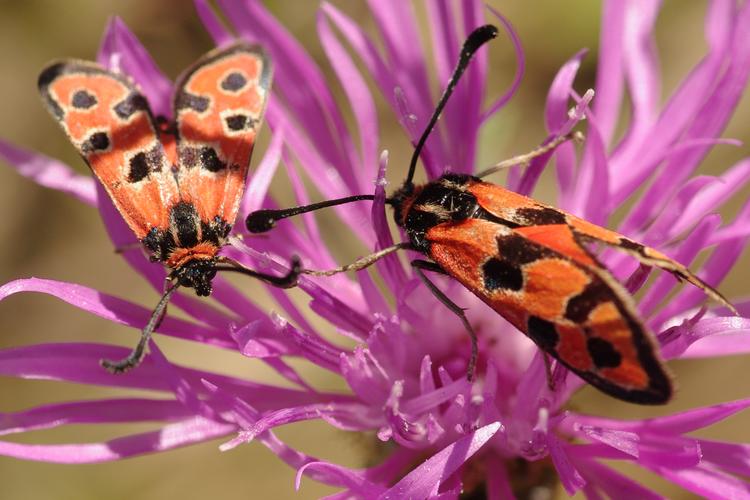 Zygaena fausta.